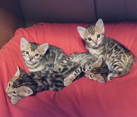 Wunderschöne Bengal Kitten