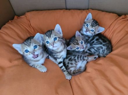 Wunderschöne Bengal Kitten