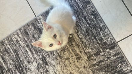 Weißer Türkisch Angora Kater
