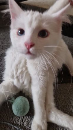 Weißer Türkisch Angora Kater