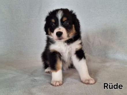 Australian Shepherd Welpen (Reinrassig)