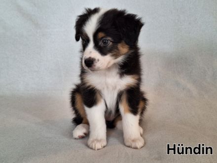 Australian Shepherd Welpen (Reinrassig)
