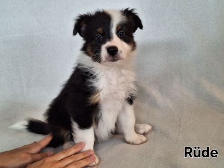 Australian Shepherd Welpen (Reinrassig)