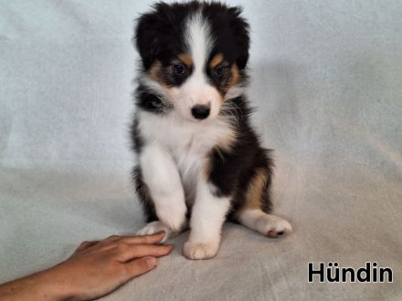 Australian Shepherd Welpen (Reinrassig)