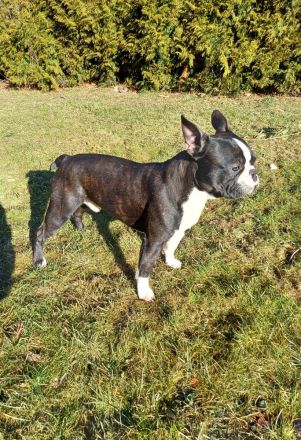 Gesunder Boston Terrier, Deckrüde!!