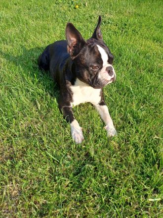 Gesunder Boston Terrier, Deckrüde!!