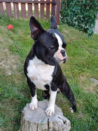 Gesunder Boston Terrier, Deckrüde!!