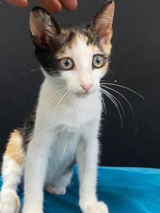 Dorle, geb. ca. 04/2025, lebt in GRIECHENLAND, auf einer privaten Pflegestelle