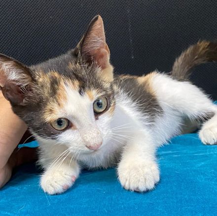 Dorle, geb. ca. 04/2025, lebt in GRIECHENLAND, auf einer privaten Pflegestelle