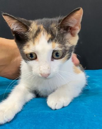 Dorle, geb. ca. 04/2025, lebt in GRIECHENLAND, auf einer privaten Pflegestelle