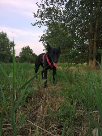 🐾 Treue Schäferhund-Border Collie Mischlings-Dame sucht liebevolles Zuhause 🐾