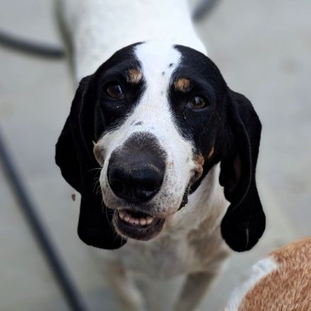 Hündin Bianca / derzeit noch in Griechenland