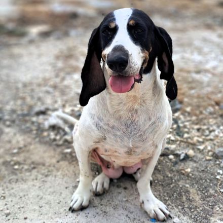 Hündin Bianca / derzeit noch in Griechenland