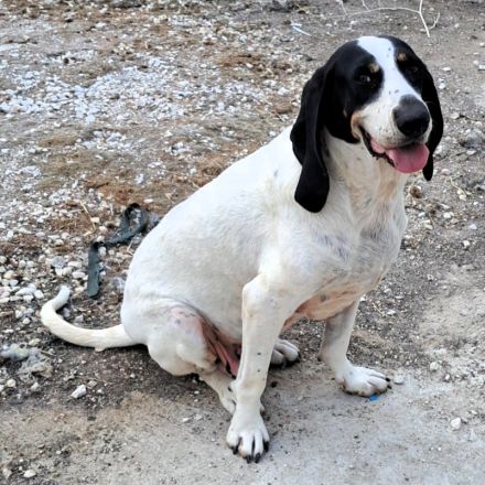 Hündin Bianca / derzeit noch in Griechenland