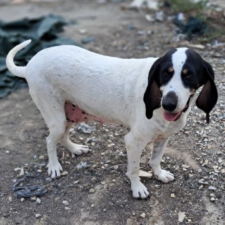 Hündin Bianca / derzeit noch in Griechenland
