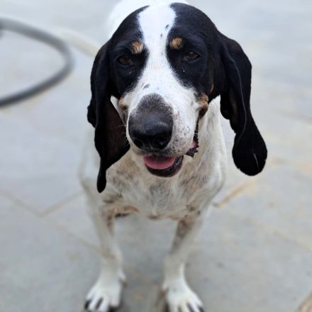 Hündin Bianca / derzeit noch in Griechenland