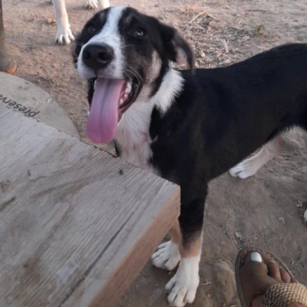 Welpe Fotis / männlich / derzeit noch in Griechenland