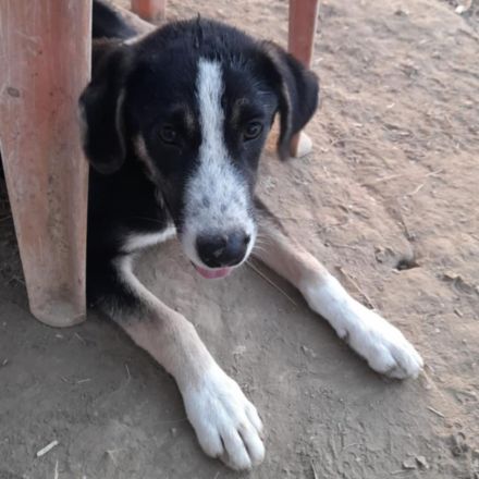 Welpe Fotis / männlich / derzeit noch in Griechenland