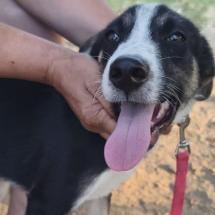 Welpe Fotis / männlich / derzeit noch in Griechenland