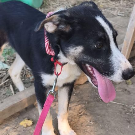 Welpe Fotis / männlich / derzeit noch in Griechenland