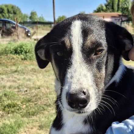 Junghund Fotis / männlich / derzeit noch in Griechenland