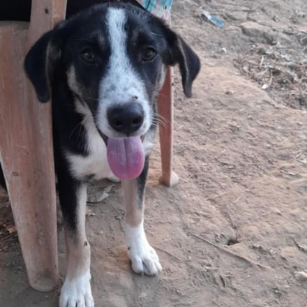 Welpe Fotis / männlich / derzeit noch in Griechenland