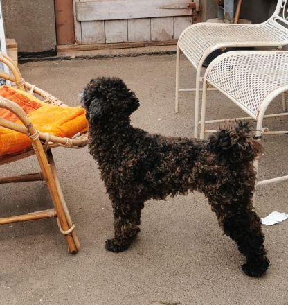 Aussiedoodle F1b Junghund