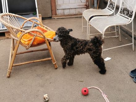 Aussiedoodle F1b Junghund