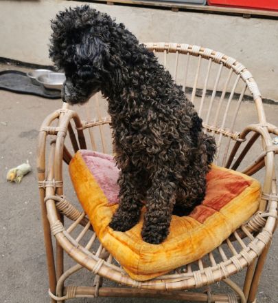 Aussiedoodle F1b Junghund
