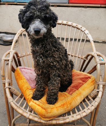 Aussiedoodle F1b Junghund