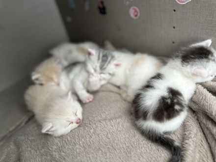 Britisch kurzhaarige europäische kurzhaarigen