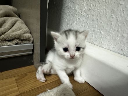 Britisch kurzhaarige europäische kurzhaarigen