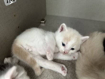 Britisch kurzhaarige europäische kurzhaarigen