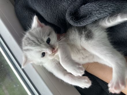 Britisch kurzhaarige europäische kurzhaarigen