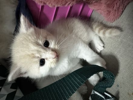 Britisch kurzhaarige europäische kurzhaarigen