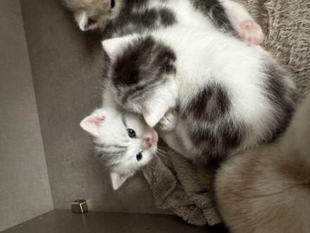 Britisch kurzhaarige europäische kurzhaarigen