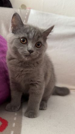 Britisch Kurzhaar liebe volle 3 kitten
