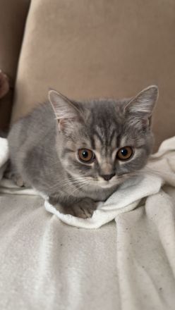 Britisch Kurzhaar liebe volle 3 kitten
