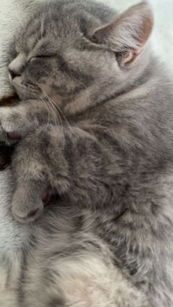 Britisch Kurzhaar liebe volle 3 kitten