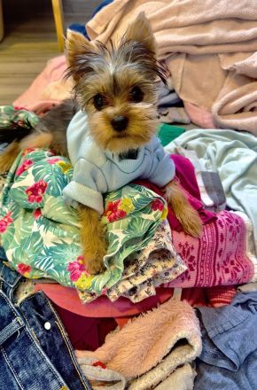 * Mini Yorkshire Terrier *