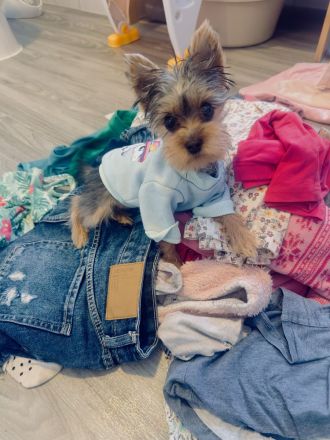* Mini Yorkshire Terrier *