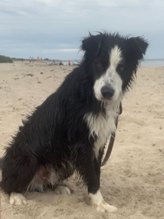 Rocky Border Collie 7. Jahre