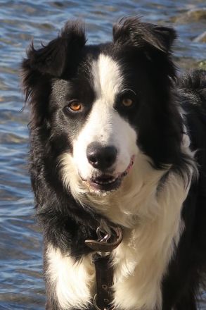 Rocky Border Collie 7. Jahre
