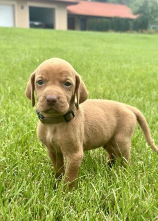 Vizsla Welpen