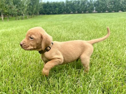 Vizsla Welpen