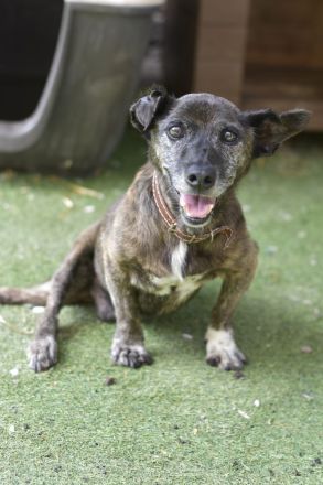 Félix - NUR ALS PATENHUND