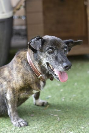 Félix - NUR ALS PATENHUND