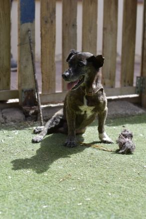 Félix - NUR ALS PATENHUND