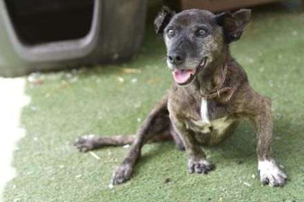 Félix - NUR ALS PATENHUND