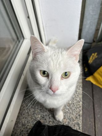 🐾 Eigenständige Katzendame (9 Jahre) sucht Einzelplatz 🐾